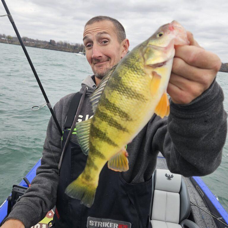 Big Lake Erie perch caught with Big Fat Bass Guide Service out of Erie, PA