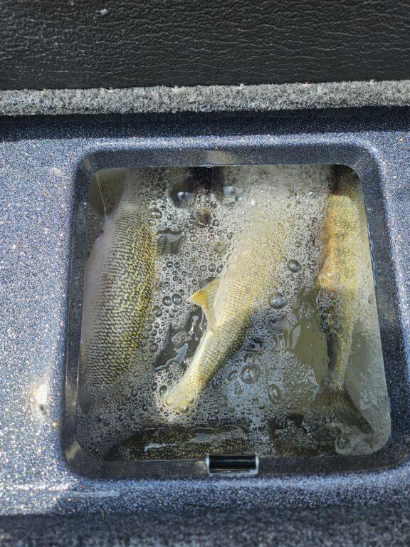 Box full of Lake Erie walleye with Captain Destin DeMarion