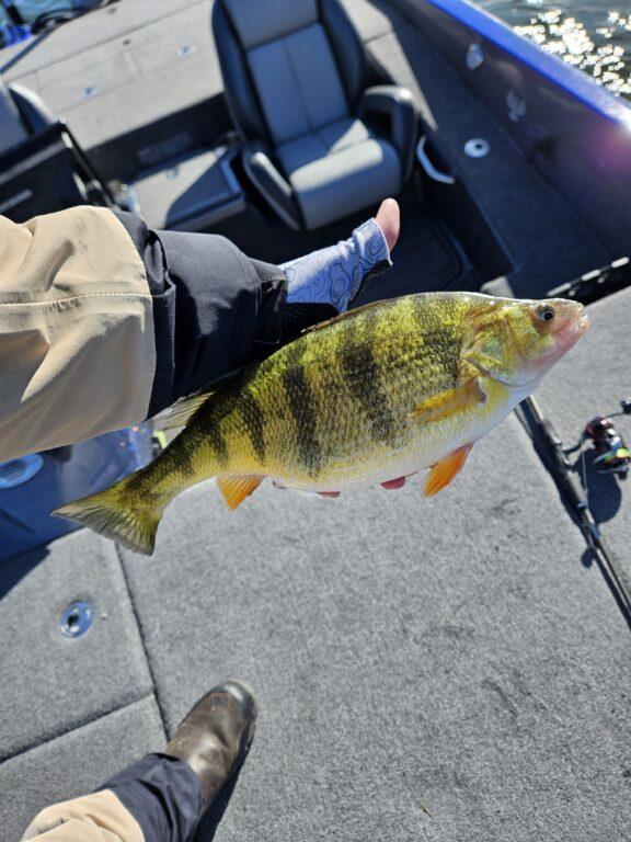 Big Jumbolina Erie Yellow Perch